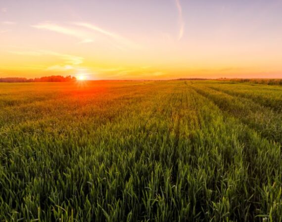 servicios-agropecuarios-andres-perez