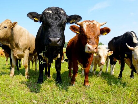 indice-de-arrendamientos-junio