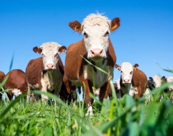 calculo-arrendamiento-ganadero