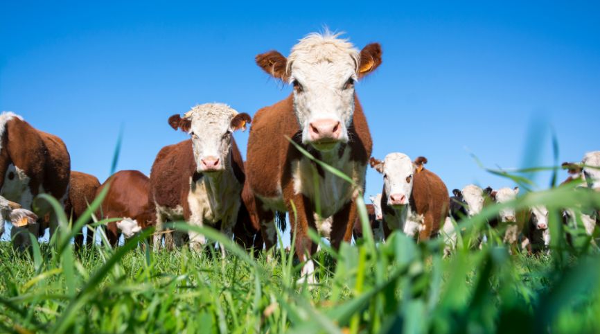 calculo-arrendamiento-ganadero