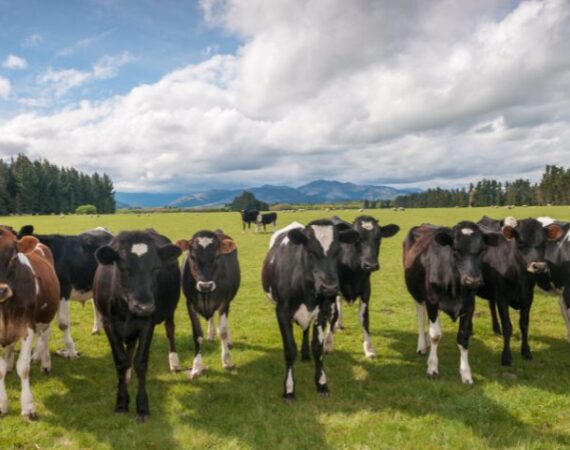 indice-de-arrandamientos-rurales