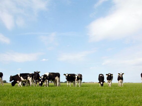 arrendamiento-rurales-julio-mag