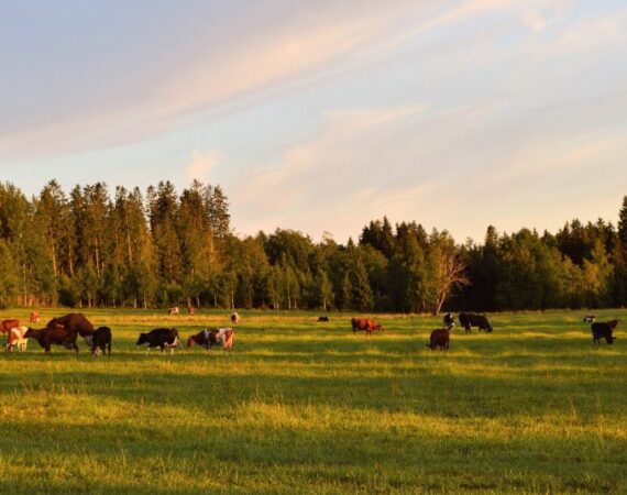 indice-de-arrendamiendo-sugerido-mes-agosto