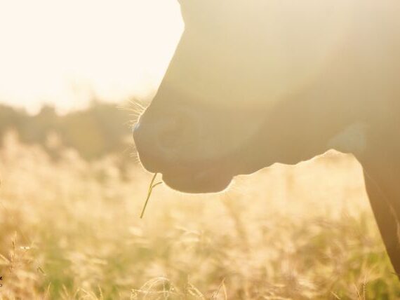 contador-andres-perez-indice-de-arrendamiento-septiembre