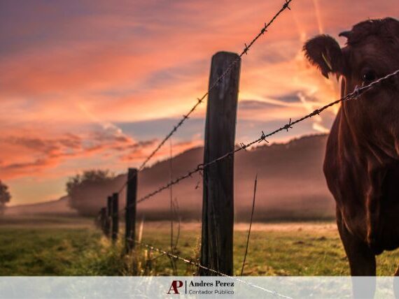 indice-arrendamiento-octubre-mag