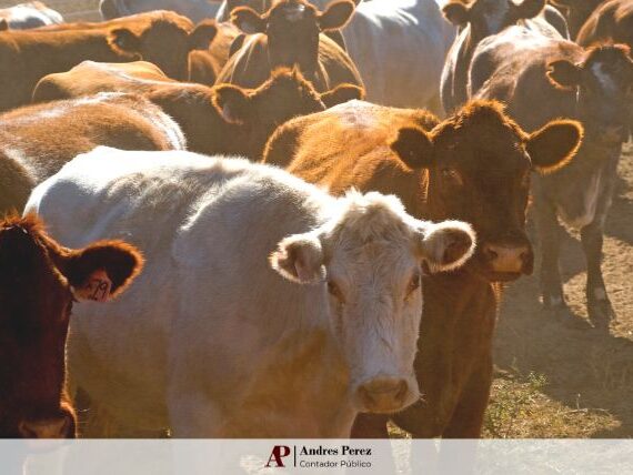 calculo-arrendamiento-mag-diciembre