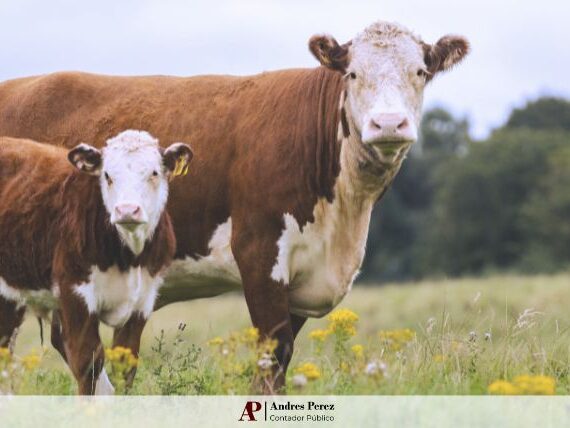 arrendamiento-rural-marzo-2025