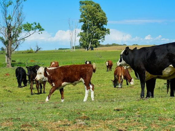índices de arrendamiento rural mayo 2025 MAG