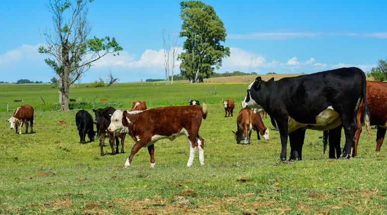 índices de arrendamiento rural mayo 2025 MAG