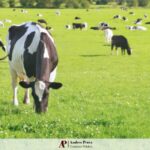 índices de arrendamiento rural Agosto 2025 MAG