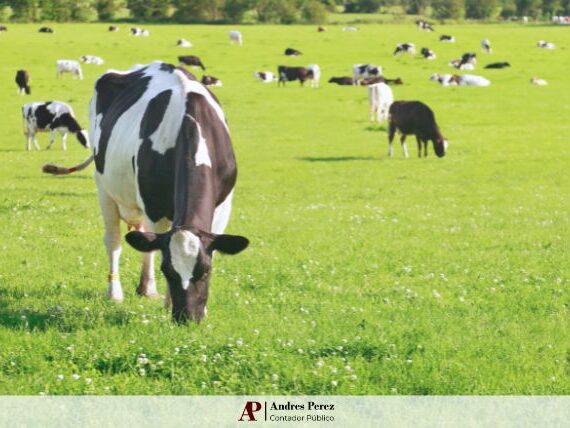 índices de arrendamiento rural Agosto 2025 MAG