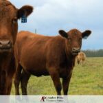 índices de arrendamiento rural septiembre 2025 MAG