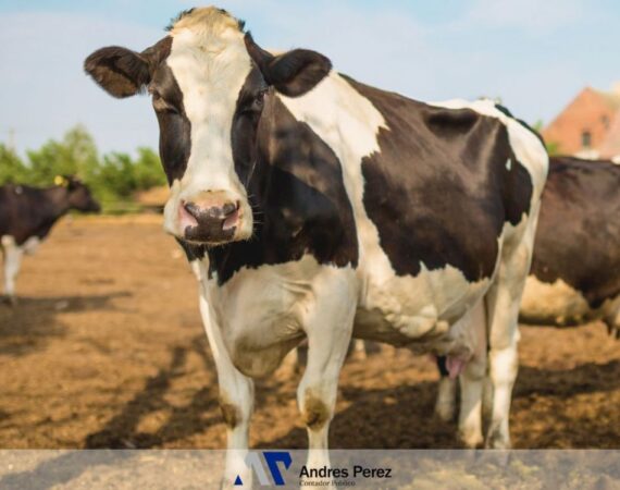 Nuevo Índice de Arrendamiento Rural Abril 2026 – Contador Andres Perez