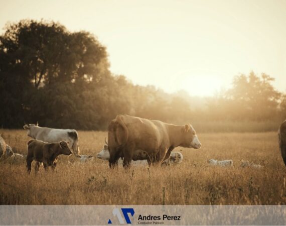 Índice de Arrendamiento Rural – Septiembre 2026 | Contador Andres Perez